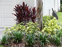 Shrubs